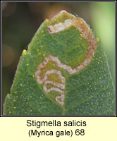 Stigmella salicis