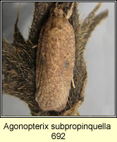 Agonopterix subpropinquella