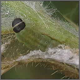 Agonopterix subpropinquella