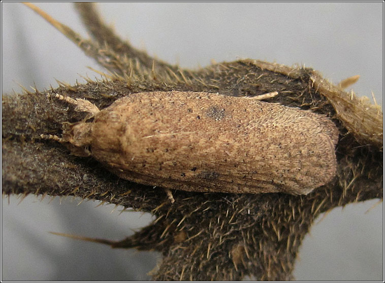 Agonopterix subpropinquella