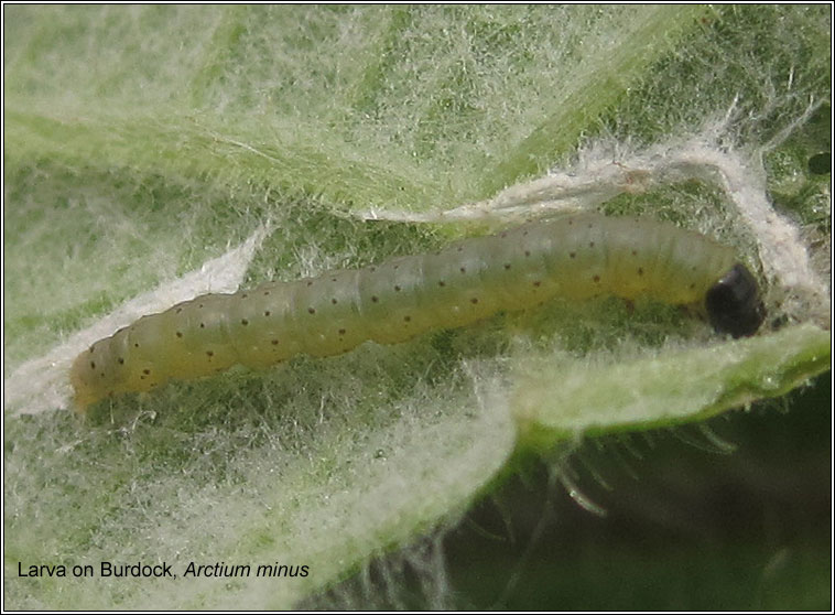 Agonopterix subpropinquella