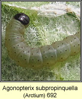 Agonopterix subpropinquella