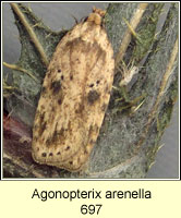Agonopterix arenella