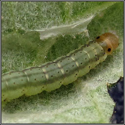 Agonopterix arenella