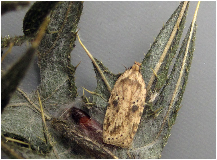 Agonopterix arenella