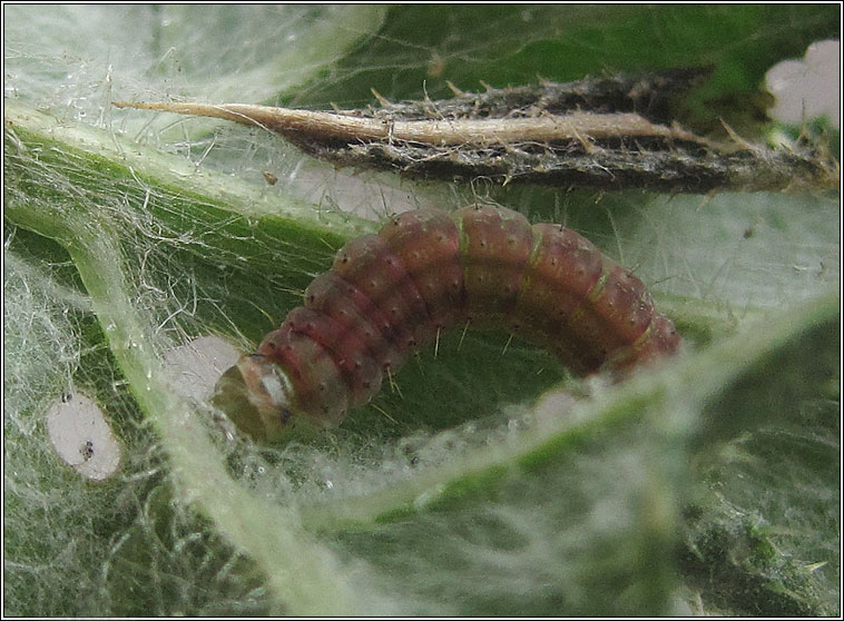 Agonopterix arenella, larva