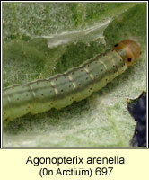 Agonopterix arenella