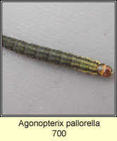 Agonopterix pallorella