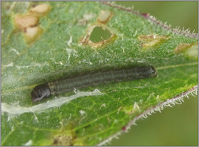 Agonopterix pallorella