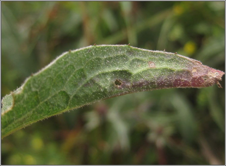 Agonopterix pallorella