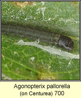Agonopterix pallorella