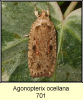 Agonopterix ocellana