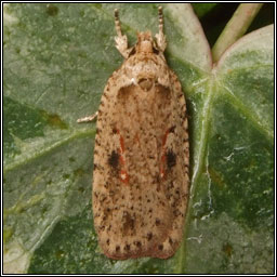 Agonopterix ocellana