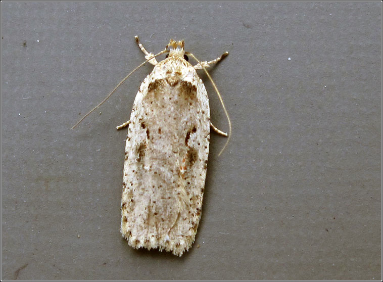 Agonopterix ocellana