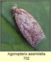 Agonopterix assimilella