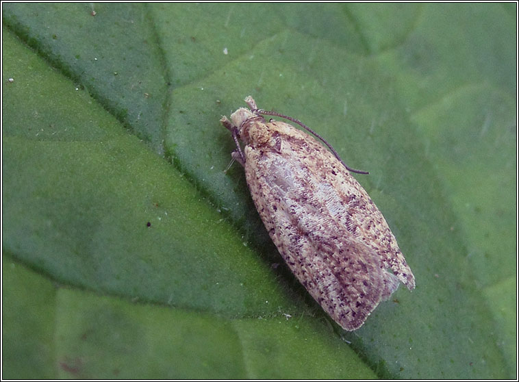 Agonopterix assimilella