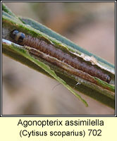 Agonopterix assimilella