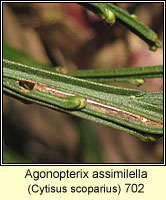 Agonopterix assimilella