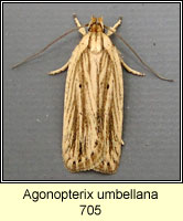 Agonopterix umbellana