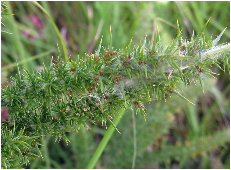 Agonopterix umbellana