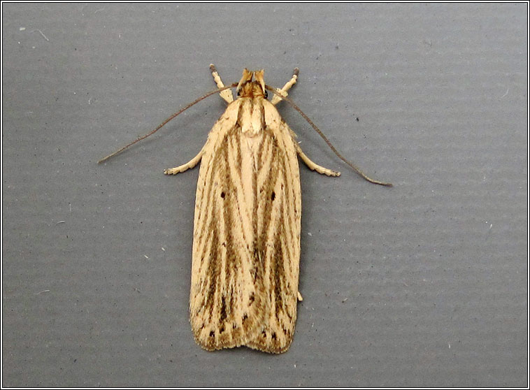 Agonopterix umbellana