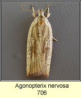 Agonopterix nervosa