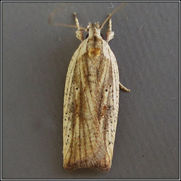 Agonopterix nervosa