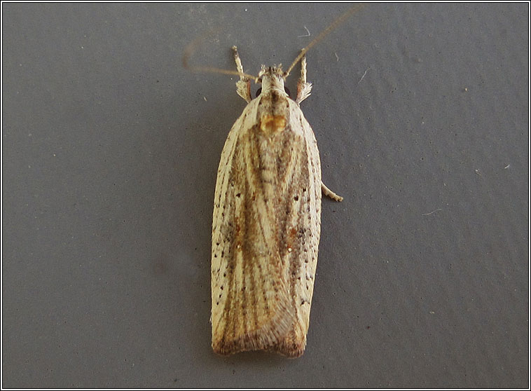 Agonopterix nervosa