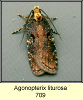 Agonopterix liturosa