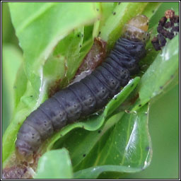 Agonopterix liturosa