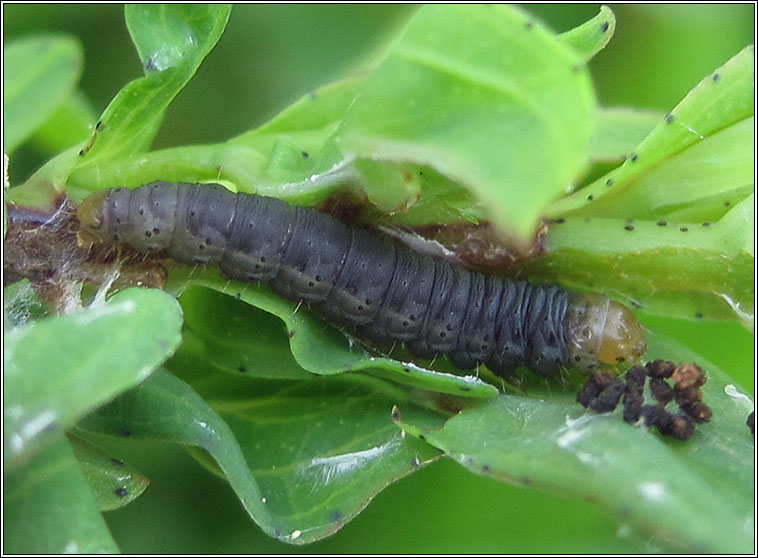 Agonopterix liturosa