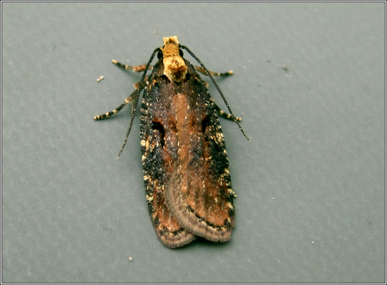 Agonopterix liturosa