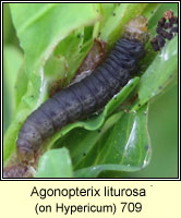 Agonopterix liturosa