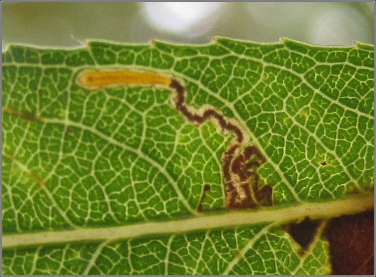 Stigmella obliquella