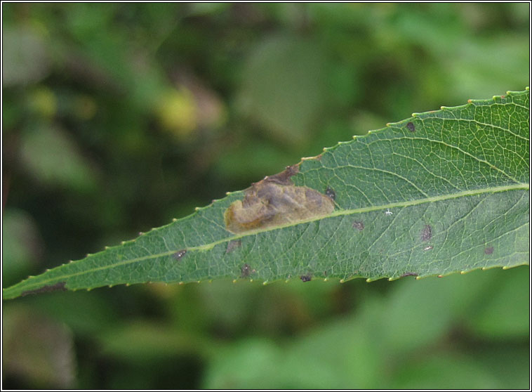 Stigmella obliquella