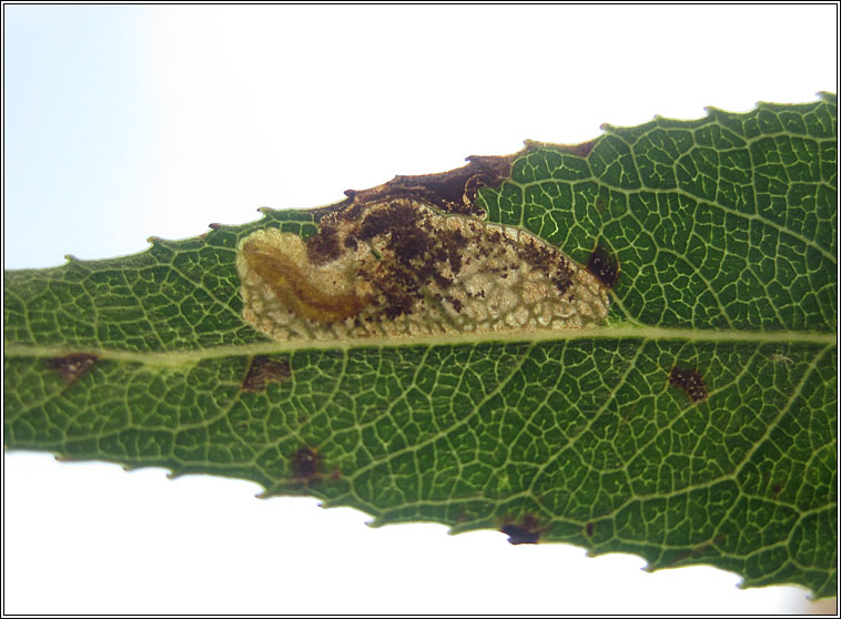 Stigmella obliquella