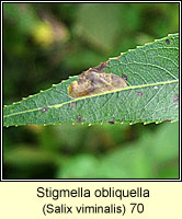 Stigmella obliquella