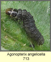 Agonopterix angelicella