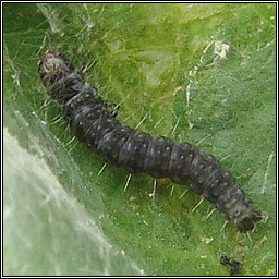 Agonopterix angelicella