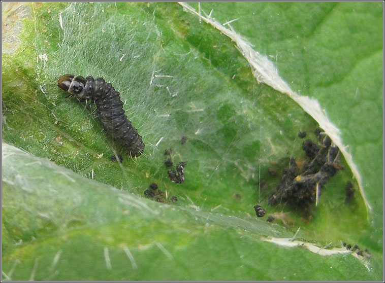 Agonopterix angelicella