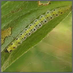 Ethmia dodecea