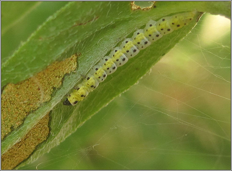 Ethmia dodecea