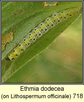 Ethmia dodecea