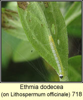 Ethmia dodecea