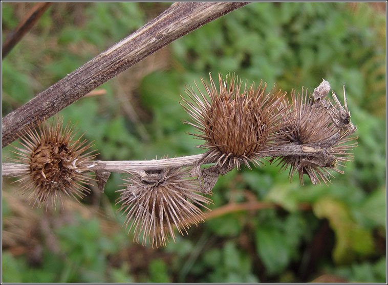 Metzneria lappella