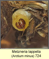 Metzneria lapella