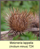 Metzneria lapella