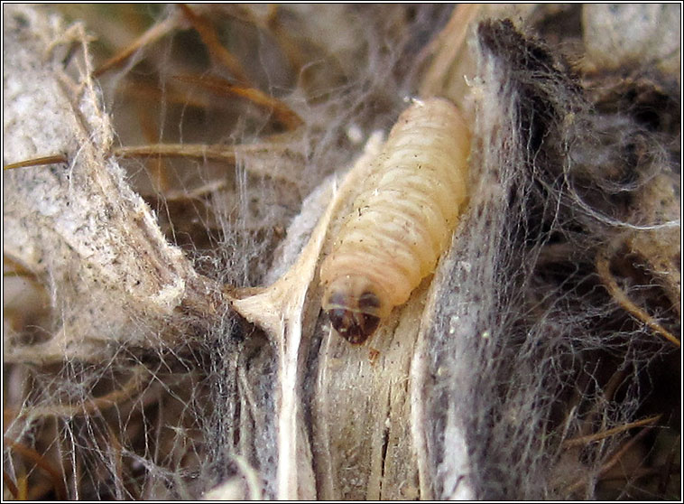 Metzneria aestivella