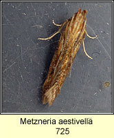 Metzneria aestivella