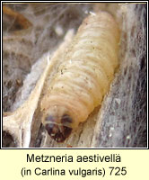 Metzneria aestivella